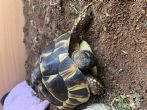 Hermanns :Young Hermanns approx 4 years old (Franc)
